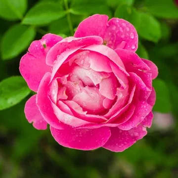 洋薔薇花油